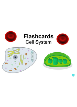 Upper Primary Science Flashcards: Cell System