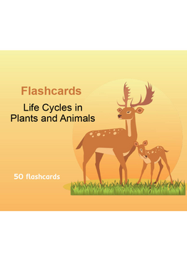 Lower Primary Science Flashcards: Life Cycle in Plants and Animals 
