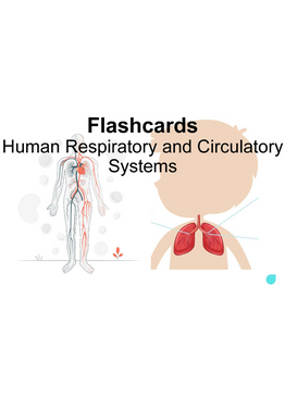 Upper Primary Science Flashcards: Human Respiratory and Circulatory Systems