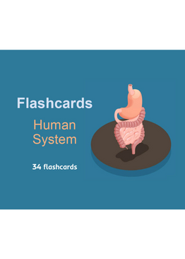 Lower Primary Science Flashcards: Human System
