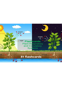 Upper Primary Science Flashcards: Plant Respiratory and Circulatory Systems