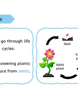 Lower Primary Science Flashcards: Life Cycle in Plants and Animals 
