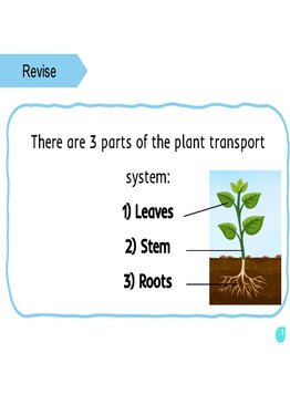 Upper Primary Science Flashcards: Plant Respiratory and Circulatory Systems