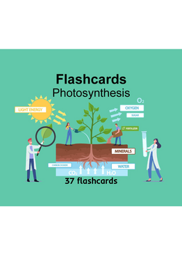 Upper Primary Science Flashcards: Photosynthesis