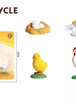 Teaching Resources Life Cycle of Chicken Models