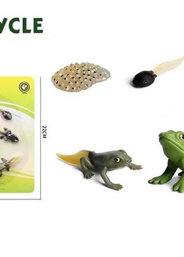 Teaching Resources Life Cycle of Frog Models